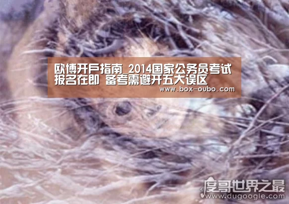 欧博开户指南_2014国家公务员考试报名在即 备考需避开五大误区(图1) 欧博开户指南